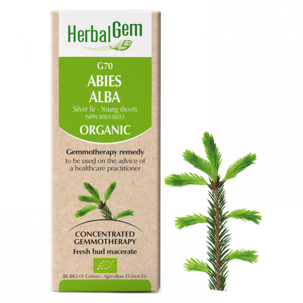 G70 Abies alba Gemmotherapy  Silver fir – Young shoots