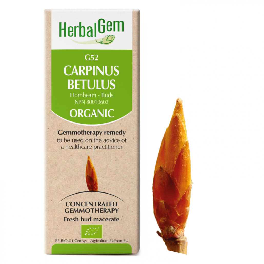 G52 Carpinus betulus  Gemmotherapy remedy Organic  Hornbeam – Buds
