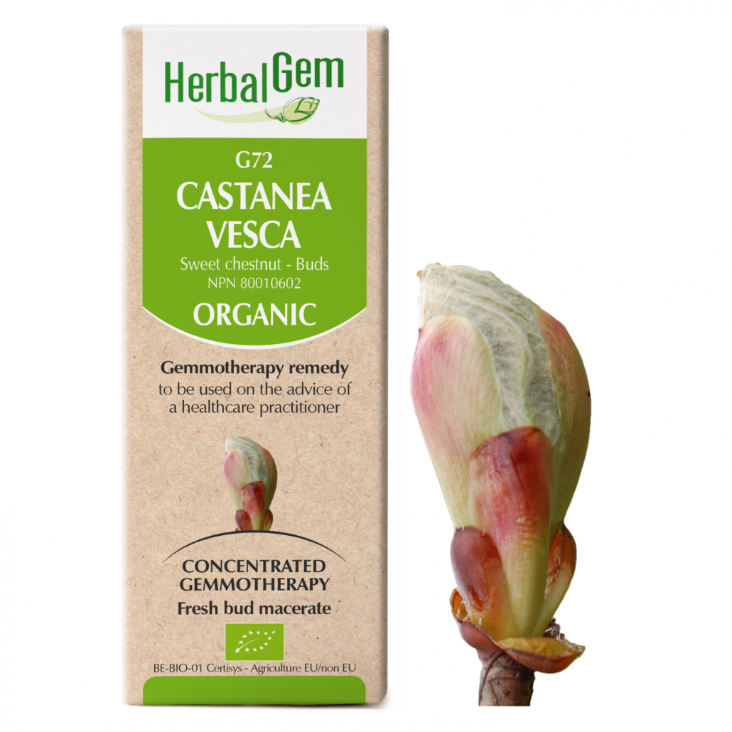 G72 Castanea vesca, Gemmotherapy, Organic, Sweet chestnut Buds