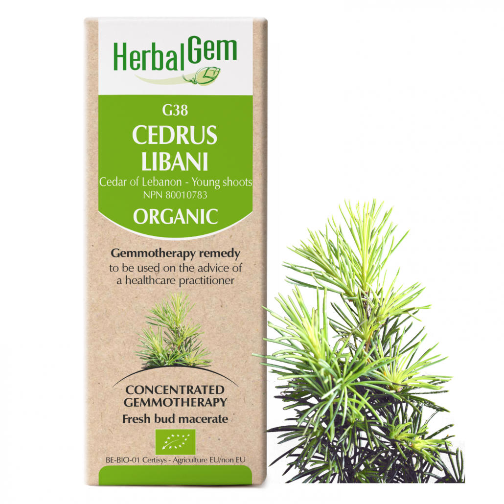 G38 Cedrus libani ( Cedar Of Lebanon)– Buds Gemmotherapy Remedy Organic