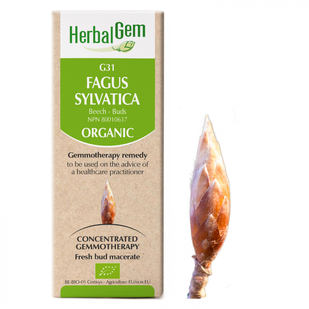 G31 Fagus Sylvatica Gemmotherapy remedy Organic Beech Buds