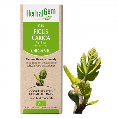 G45 Ficus carica Gemmotherapy remedy  Herbalgem