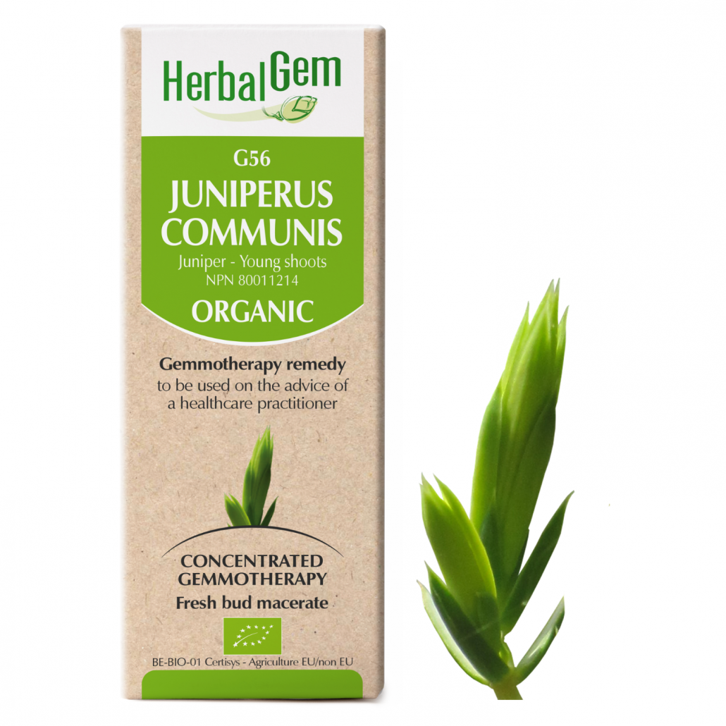 G56 Juniperus communis, Gemmotherapy, Juniper – Young shoots