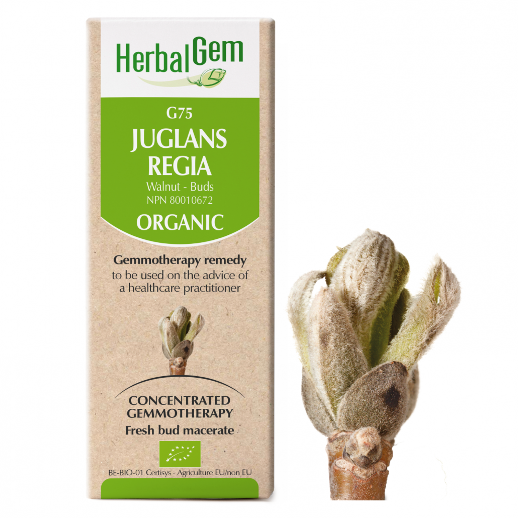 G75 Juglans regia Gemmotherapy remedy  Organic  Walnut Buds