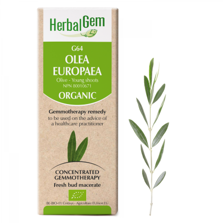 G64 Olea europaea, Gemmotherapy, Organic, Olive Young shoots
