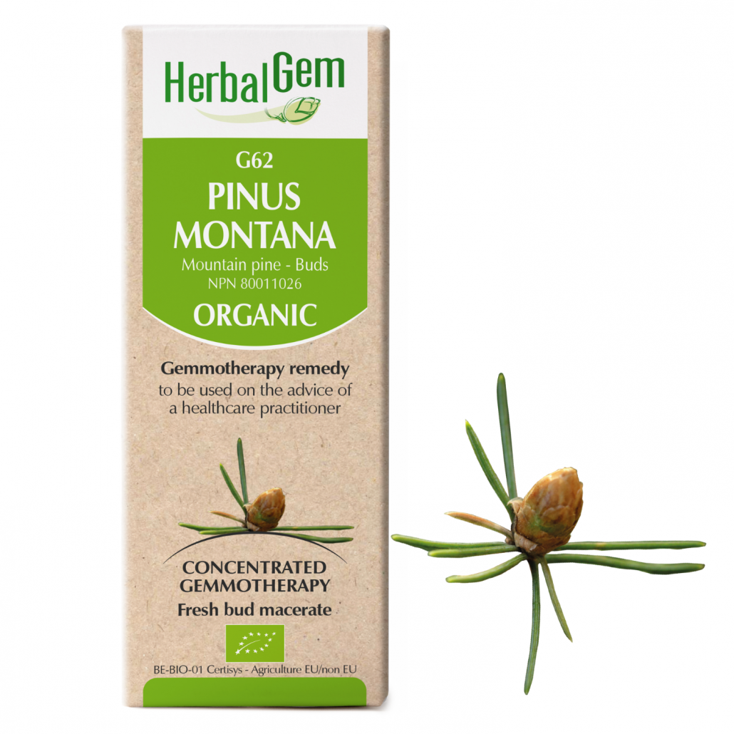 G62 Pinus montana, Gemmotherapy, Organic  Mountain pine – Buds
