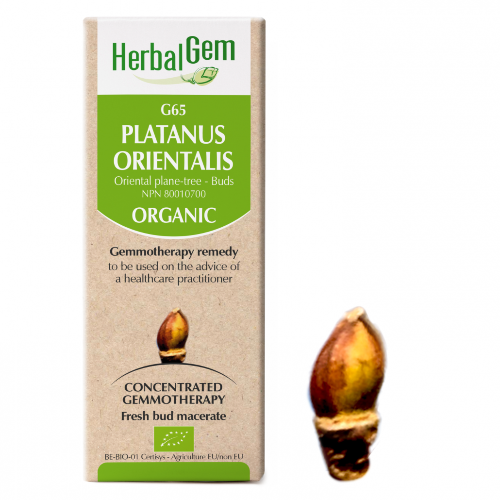 G65 Platanus orientalis, Gemmotherapy, Organic, Oriental plane tree Buds, 50 ml