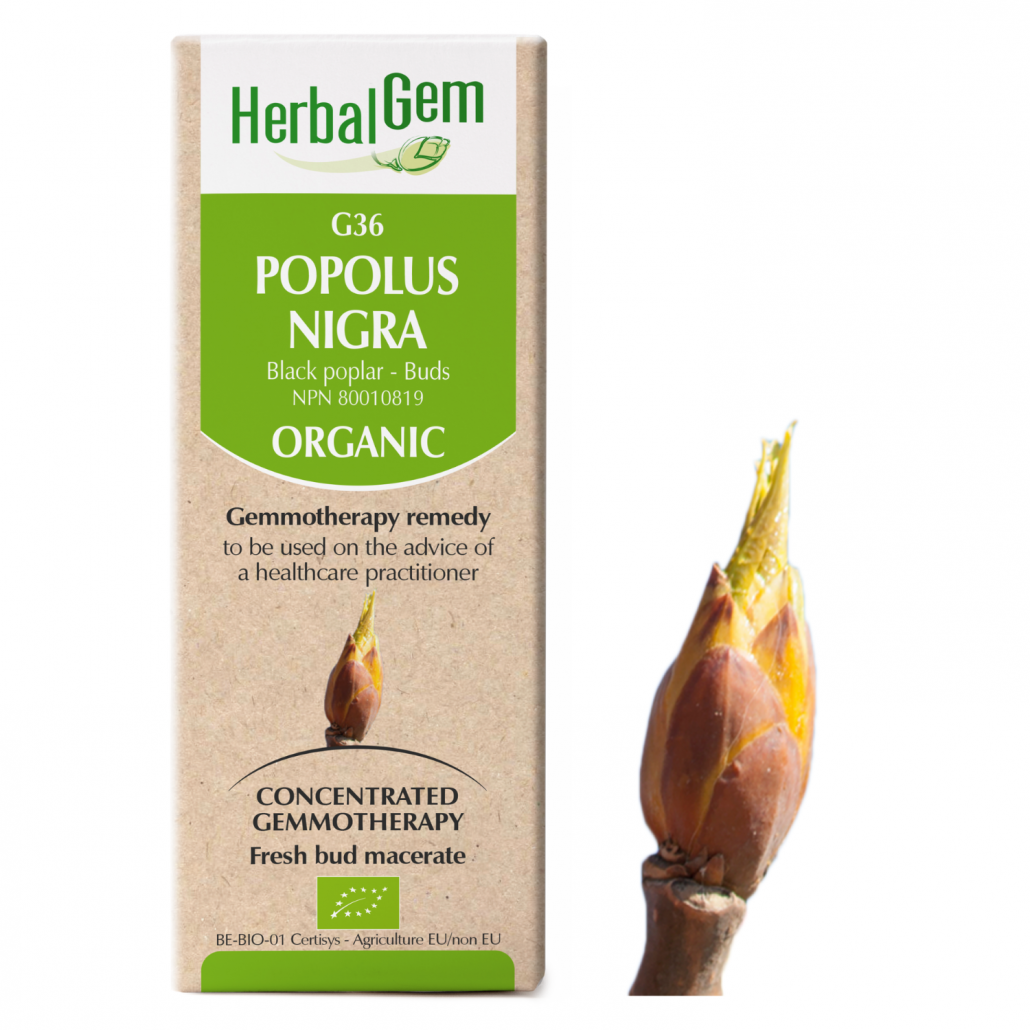 G36 Populus nigra Gemmotherapy remedy Organic  Black poplar – Buds