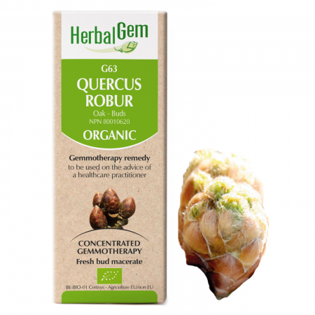 G63 Quercus robur, pedunculata, Gemmotherapy, Organic Oak Buds