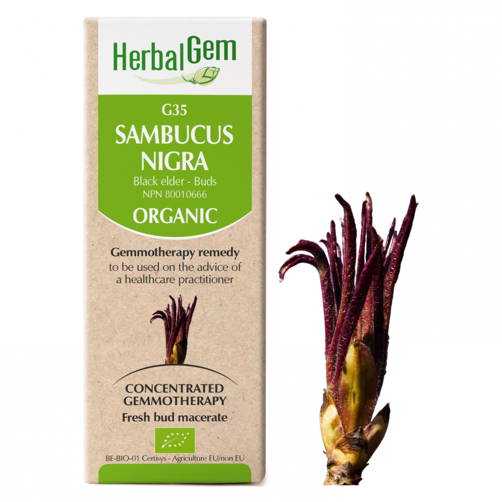 G35 Sambucus nigra (Black elder) – Buds Gemmotherapy Remedy Organic