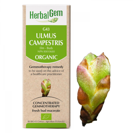 G43 Ulmus campestris, Gemmotherapy, Organic,  Elm – Buds