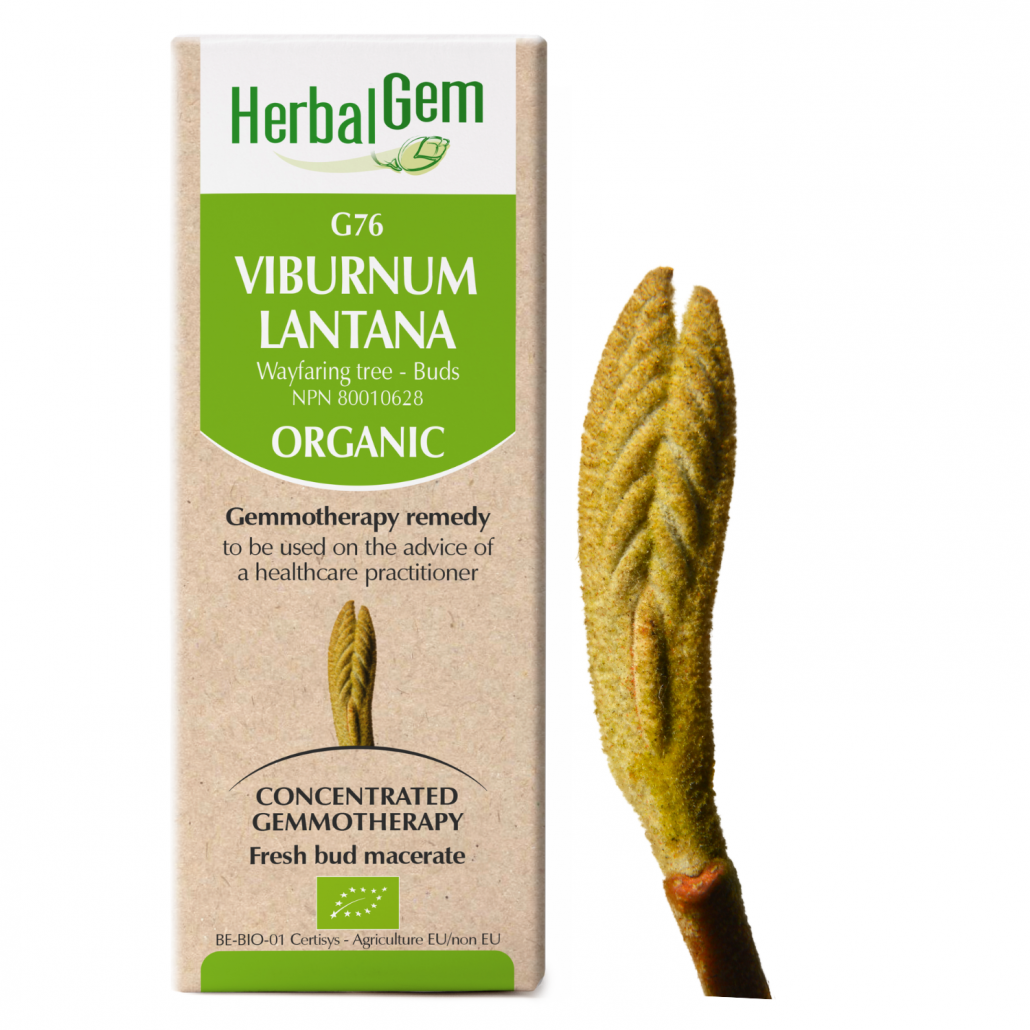G76 Viburnum lantana, Gemmotherapy remedy Organic, 50ml