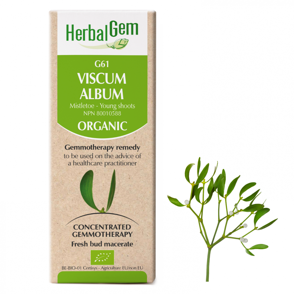 G61 Viscum album, Gemmotherapy, Organic, Mistletoe – Young shoots