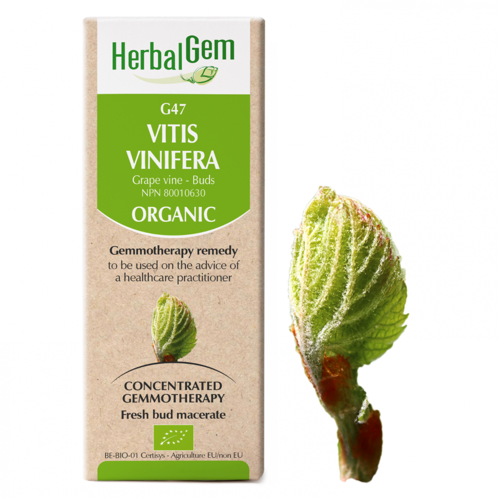 G47 Vitis vinifera Grape vine – Buds Gemmotherapy remedy  Organic