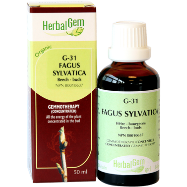 G31 Fagus Sylvatica Gemmotherapy remedy Organic Beech Buds