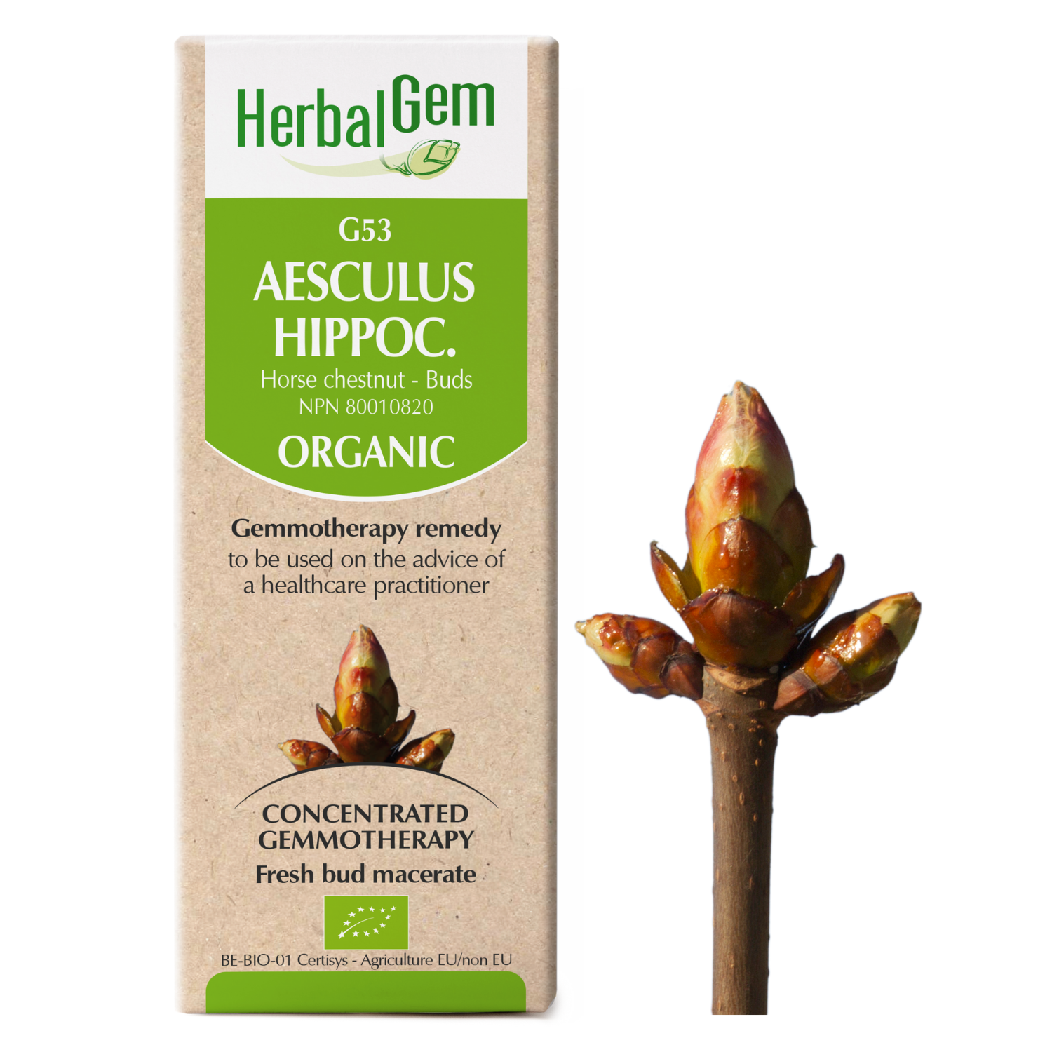 G53 Aesculus hippocastanum Gemmotherapy remedy – Organic  Horse chestnut – Buds  50 ml