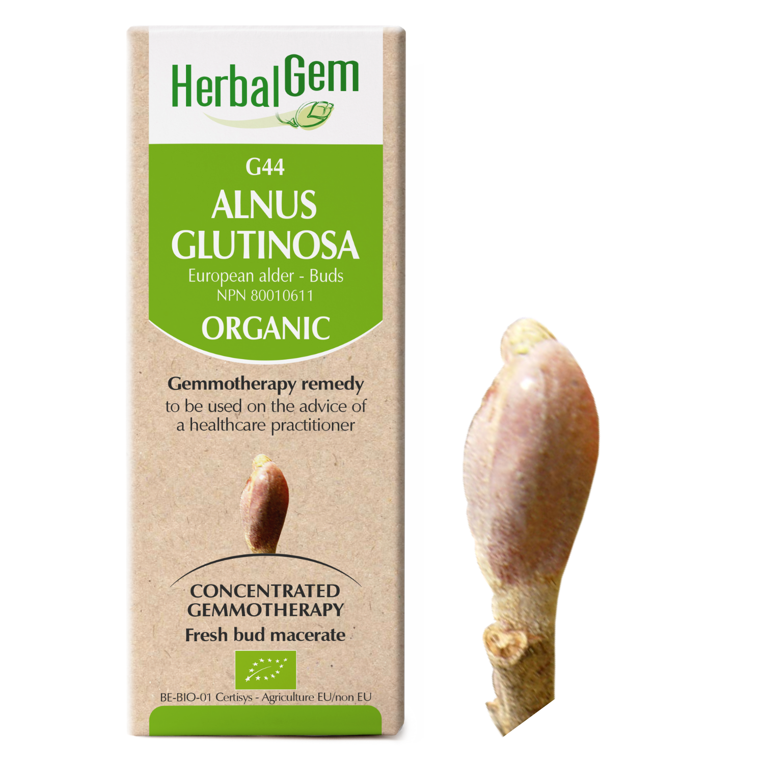 G44 Alnus glutinosa Gemmotherapy remedy Organic European alder Buds