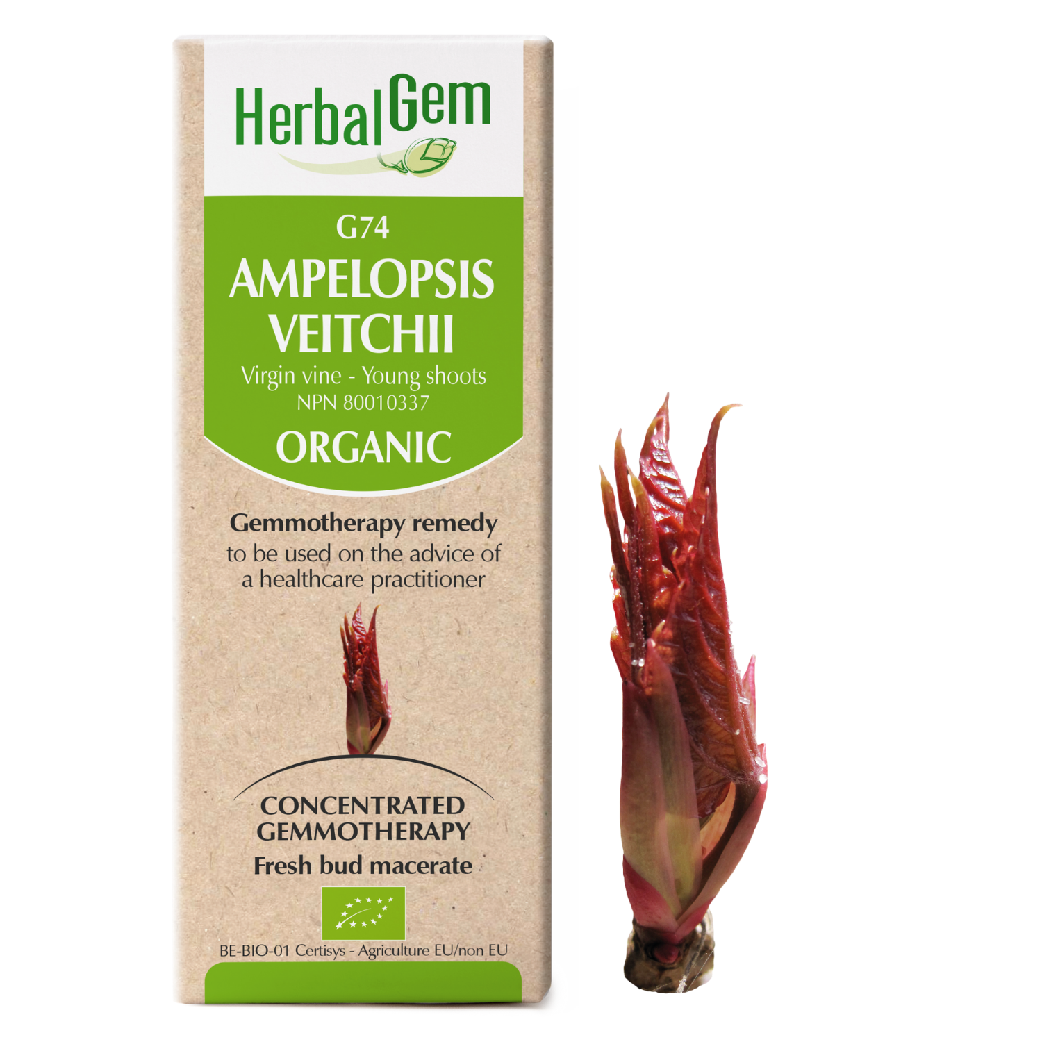 G74 Ampelopsis veitchii, Gemmotherapy, Organic, Virginia creeper Young shoots