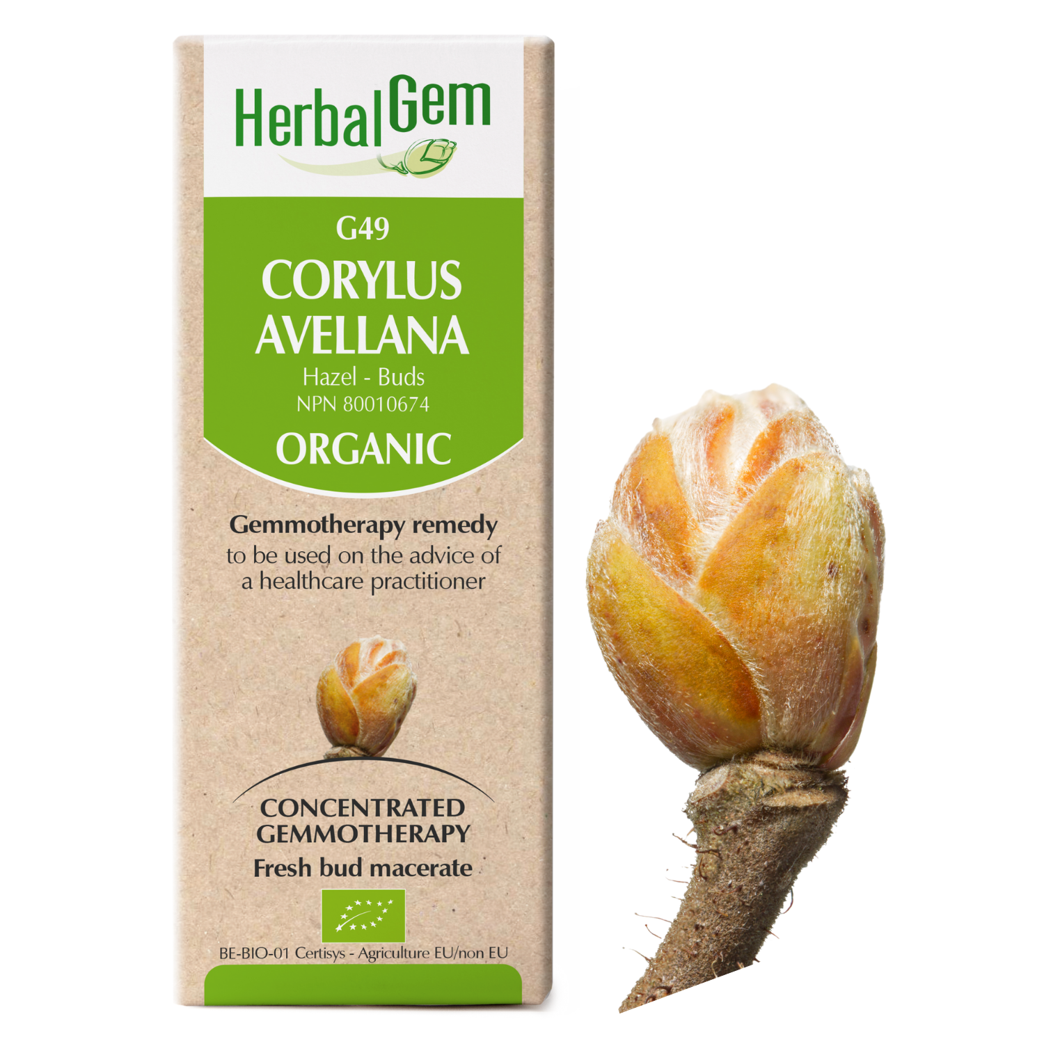 G49 Corylus avellana Gemmotherapy remedy Organic  Hazel Buds