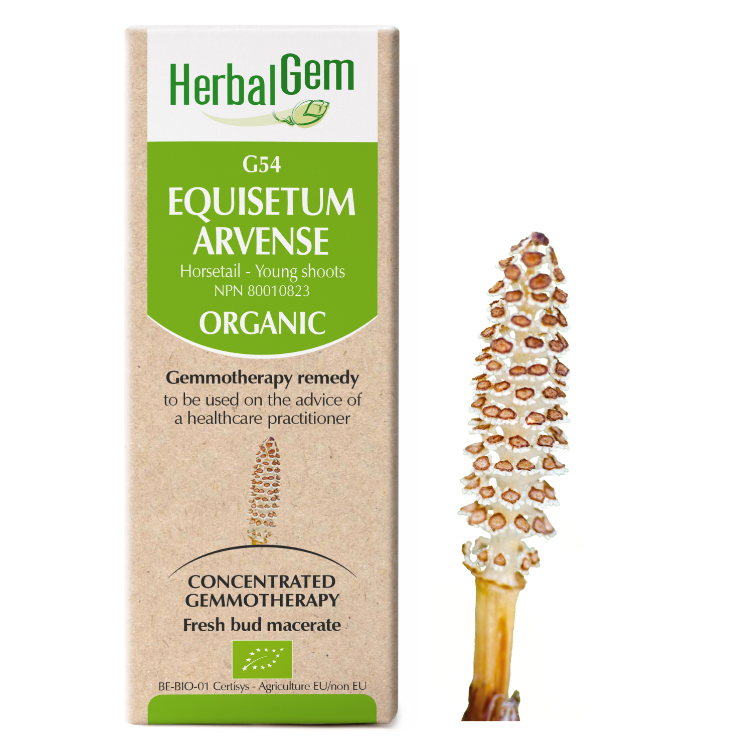 G54 Equisetum arvense, Horsetail Young shoots, 50ml