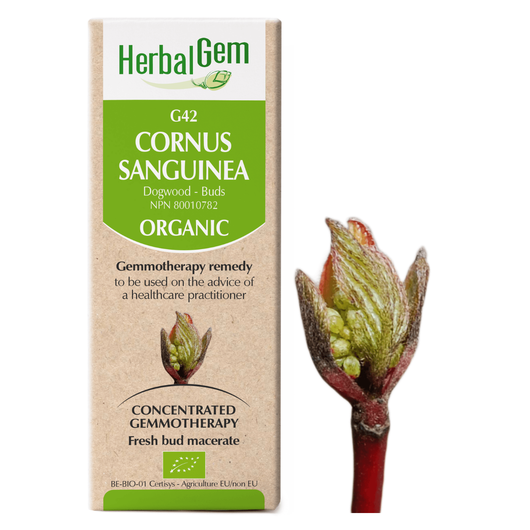 G42 Cornus Sanguinea, Gemmotherapy, Organic. 50ml