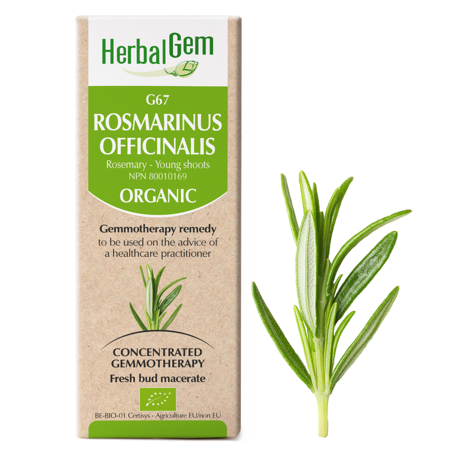 G67 Rosmarinus officinalis Gemmotherapy Organic, Herbalgem