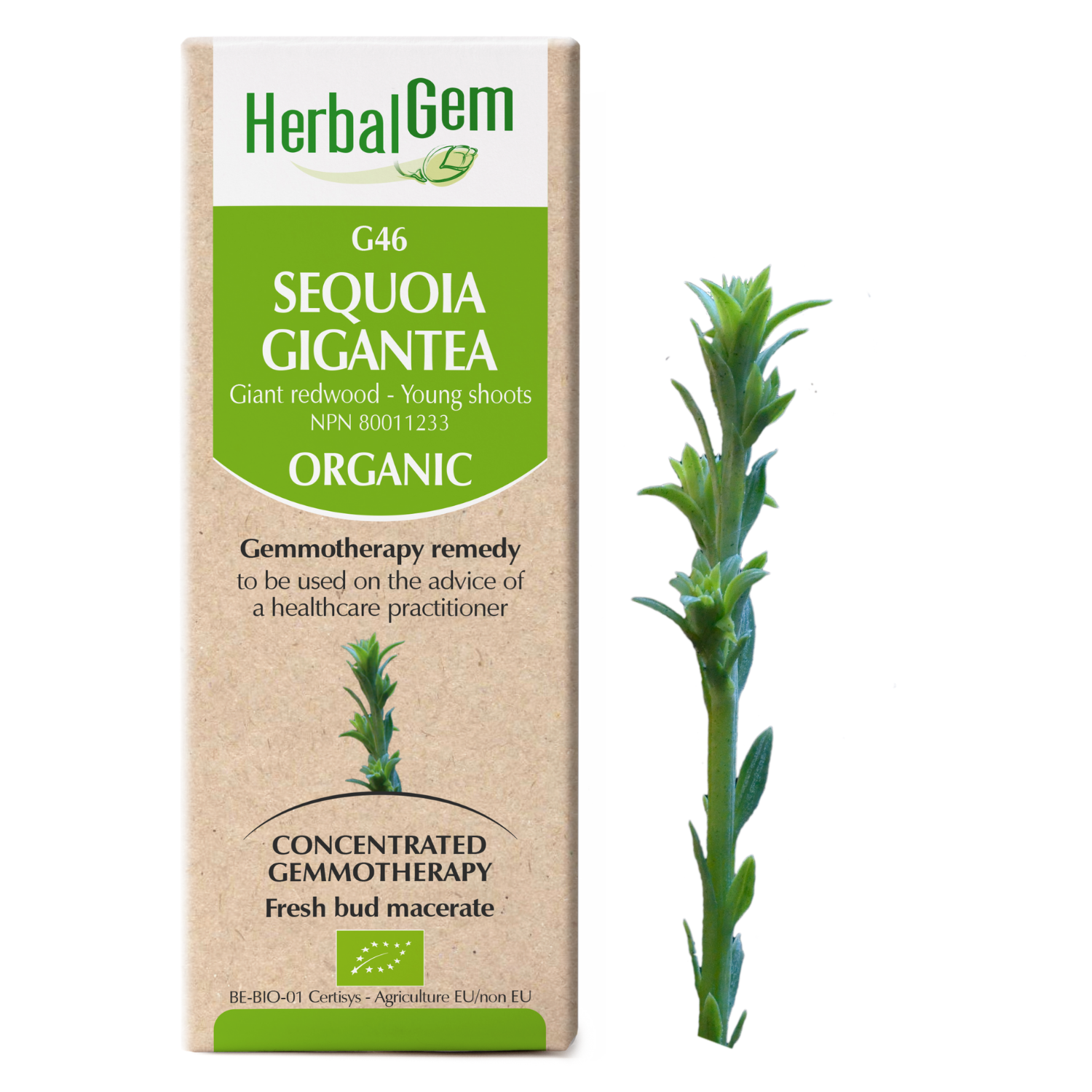 G46 Sequoia gigantea Gemmotherapy remedy Organic Giant redwood Young shoots