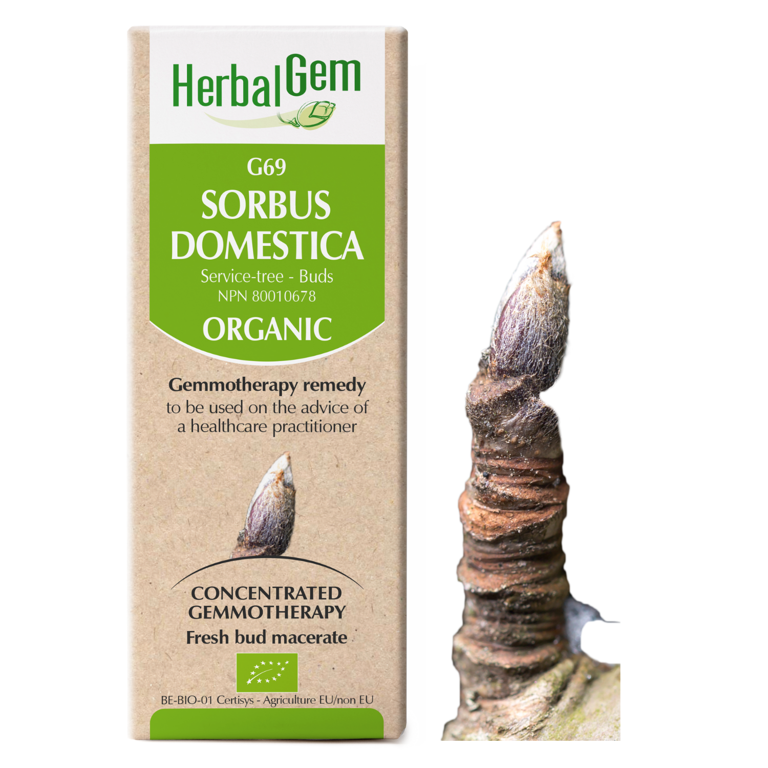 G69 Sorbus domestica, Gemmotherapy, Organic, Service-tree Buds, 50ml