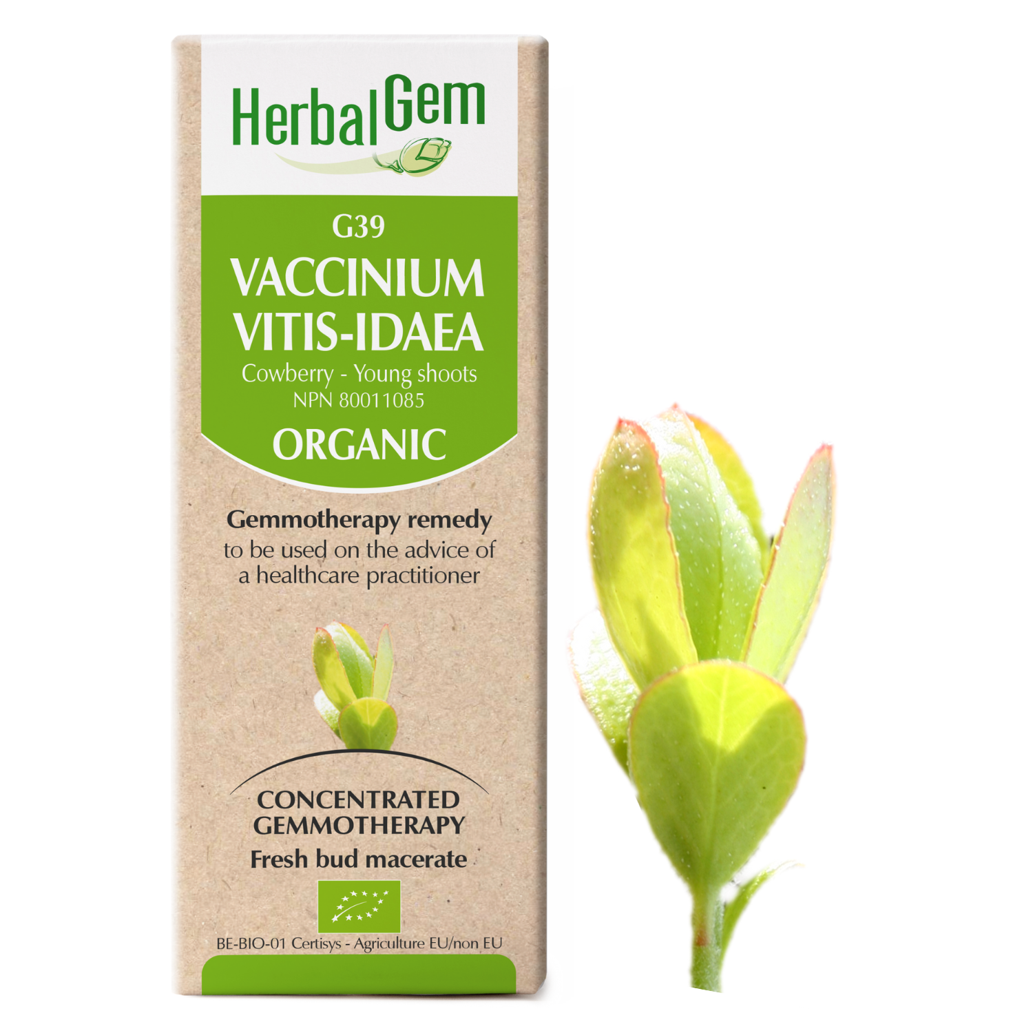 G39 Vaccinium vitis-idaea Gemmotherapy remedy Organic Cowberry Young shoots