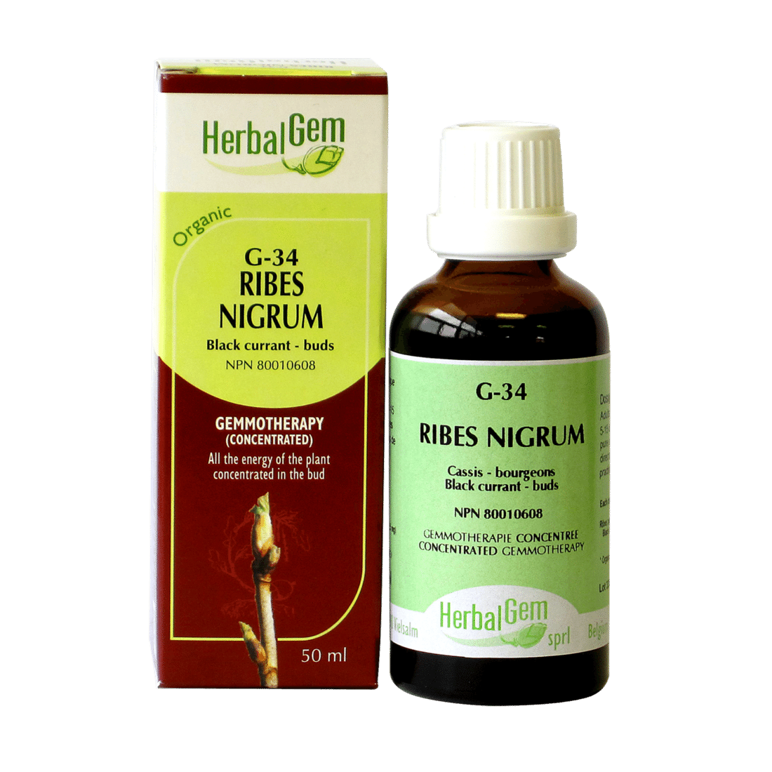 G34 Ribes Nigrum, Black Currant Buds, Gemmotherapy Herbalgem