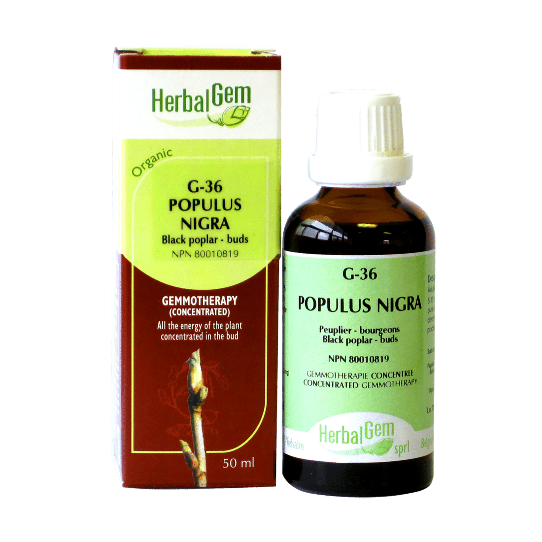 G36 Populus nigra Gemmotherapy remedy Organic  Black poplar – Buds - iwellnessbox