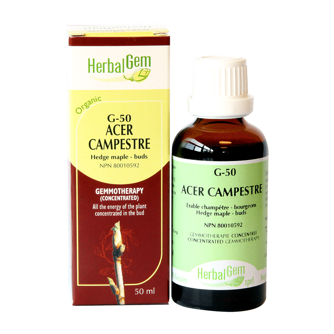 G50 Acer campestre Gemmotherapy remedy Organic  Hedge maple Buds - iwellnessbox